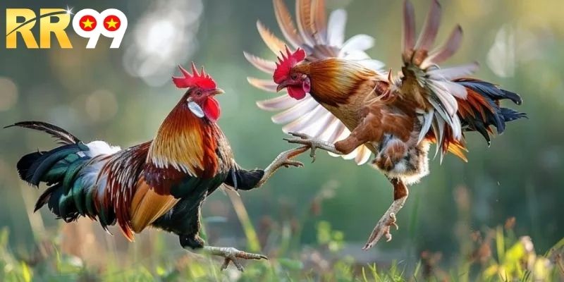 Các kinh nghiệm cược đá gà giúp bạn thắng siêu dễ dàng