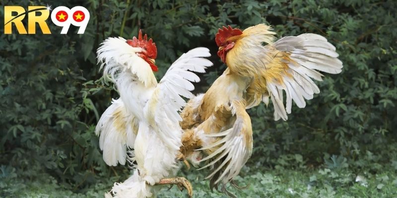 Chiến thuật cược đá gà thomo online hiệu quả cho newbie