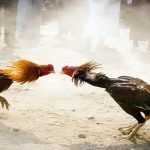 Đá Gà Campuchia Online - Đặt Cược Kịch Tính Hàng Ngày RR99