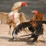 Đá Gà Cựa Sắt - Tường Thuật Những Trận Chiến Nảy Lửa RR99