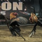 Đá Gà Thomo Trực Tuyến - Đấu Trường Đỉnh Cao Chỉ Có Tại RR99