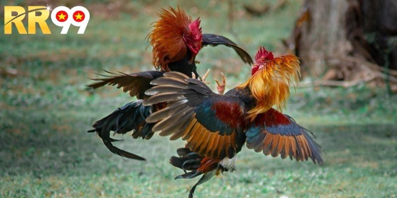 Danh sách các cửa cược đá gà hay mà bạn nên đặt cược