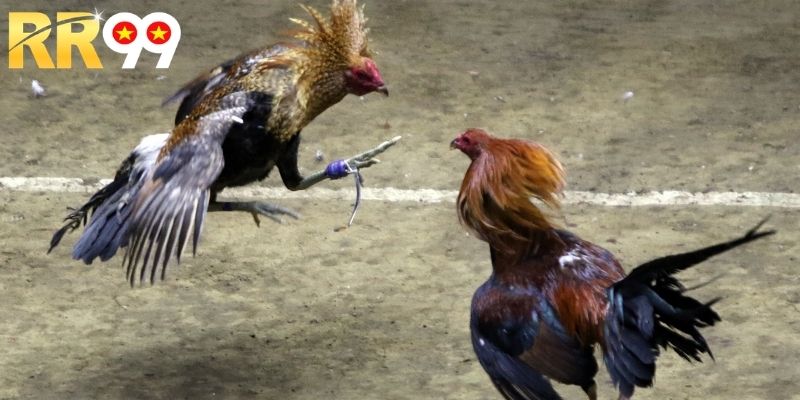 Điểm sáng trong cá cược gà cựa sắt trực tuyến hôm nay